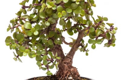 Money Tree - Meaning in Folk Belief