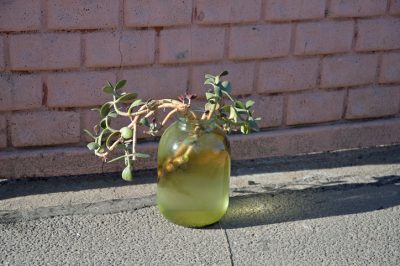 Quando e come è necessario rinvasare un albero di soldi?
