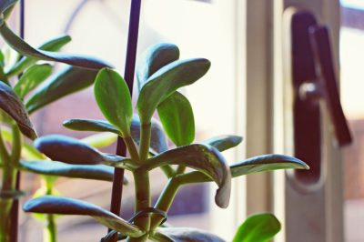 Le macchie bianche sull'albero dei soldi sono per lo più innocue