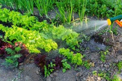 La giusta irrigazione per l'orto