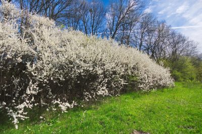 La giusta posizione per la camomilla in giardino