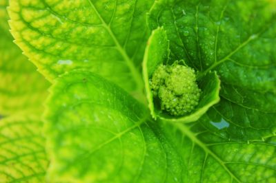 Si possono ottenere semi di gerbera dalle proprie piante?