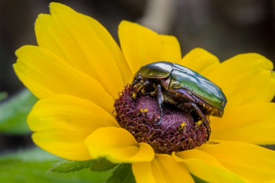 Ombreggiatura della serra in modo naturale