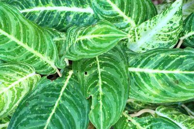 La serra senza gelo per una crescita sicura delle piante