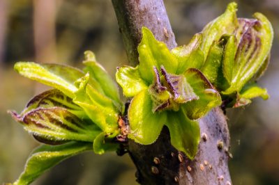 Malattie dei cetrioli in serra - cosa fare?