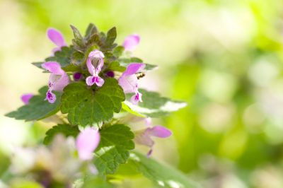 La goutweed durante il suo periodo di fioritura