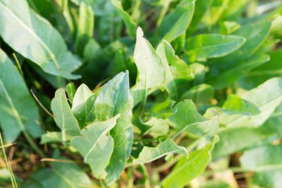 La goutweed è forse un po' velenosa dopo tutto?