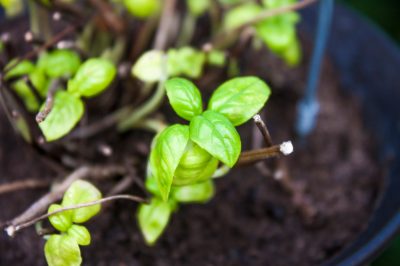 Non confondere la goutweed in futuro!