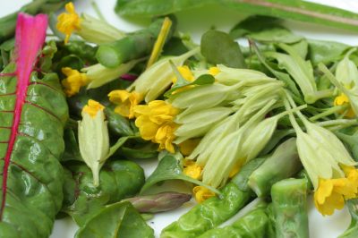 La campanula è velenosa per il bambino?