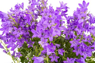 Le più belle specie di campanule
