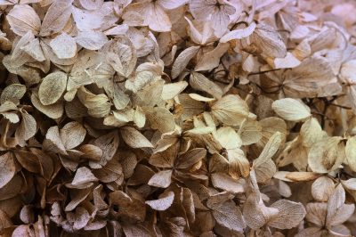 Quali specie di campanula sono resistenti?