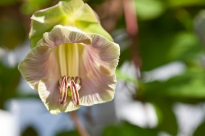 La migliore posizione per la vite campanula