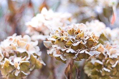 La vite campanula non fiorisce - perché?