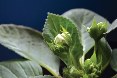 Le galassie per il giardino sono resistenti