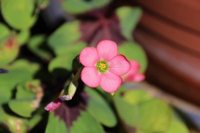 Lucky Clover si riproduce sottoterra tramite bulbi