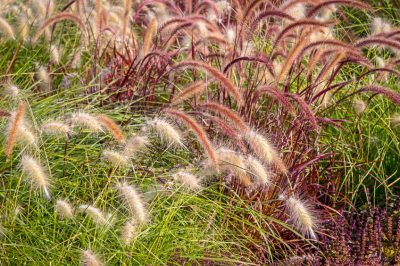 È necessario potare il felweed dorato regolarmente?