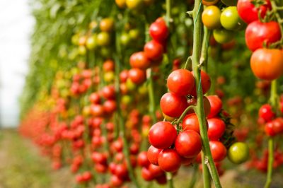 Le foglie gialle della palma da frutto dorata indicano parassiti