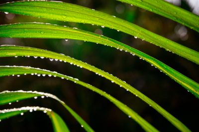 Quante volte bisogna innaffiare la palma da frutto dorata?