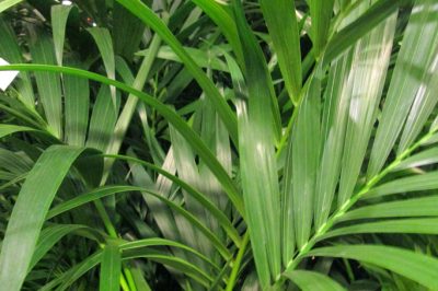 Triming sick or brown fronds of the golden fruit palm