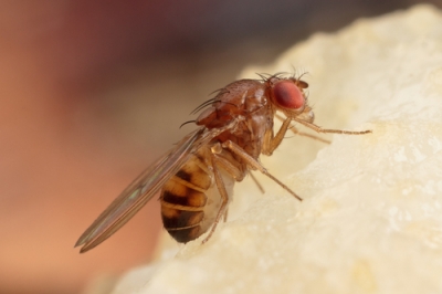 La semina della violetta dorata in dettaglio