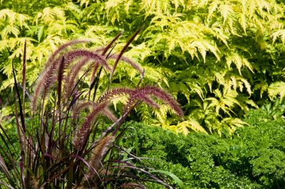 Goldenrod prospera in luoghi soleggiati