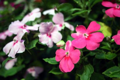 L'erba rosa preferisce una posizione di pieno sole