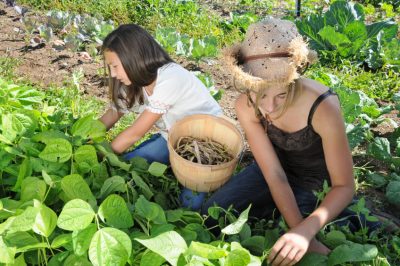 La vita segreta del ragno a grandi angoli