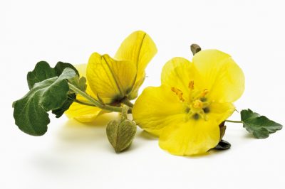 Propagazione, potatura, cura, La guava esotica come pianta da vasca - posizione
