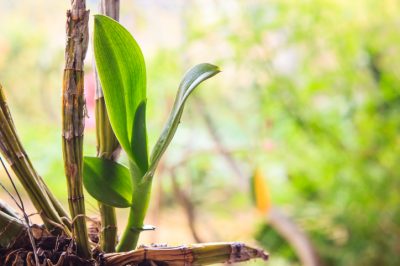 L'albero della gomma è una pianta d'appartamento ideale?