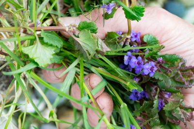 Quali sono gli usi del groundsel?