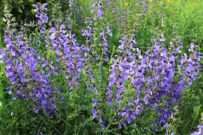 Ma un'erba medicinale, L'edera terrestre non è velenosa
