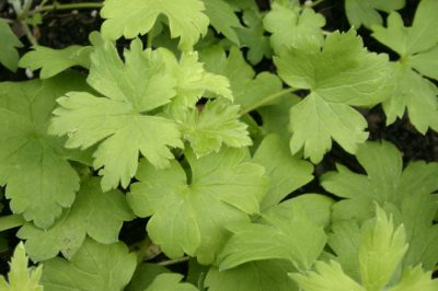 La betulla pendula - le foglie sono un'antica erba medicinale