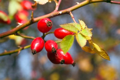 La rosa canina: quali sono le caratteristiche del suo frutto?