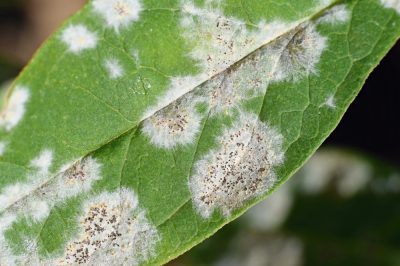 Essiccazione della rosa canina e poi?