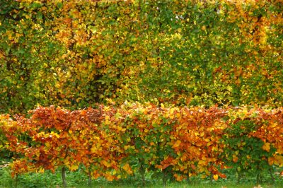 Le siepi di carpino possono essere tagliate larghe o strette