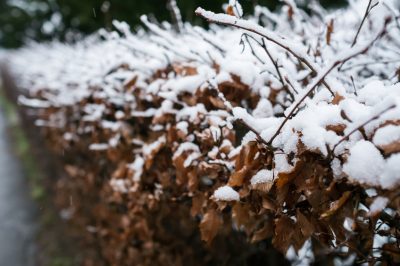 Una siepe di carpino ha bisogno di cure speciali in inverno?