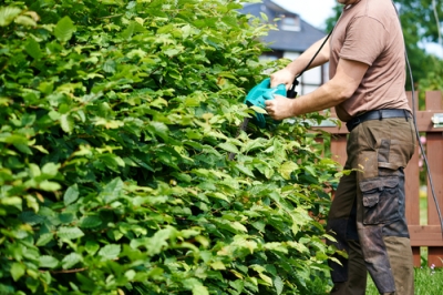 Triming a hornbeam hedge perfectly - Tutorial for all types of pruning