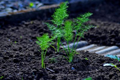 Ma utile: la cura corretta dell'hammerbush, Faticoso