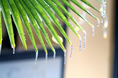 Foglie della palma di canapa congelate - E adesso?