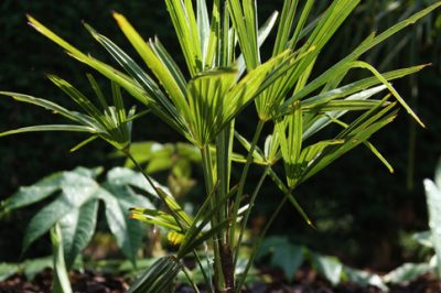 Perché la palma di canapa non cresce?