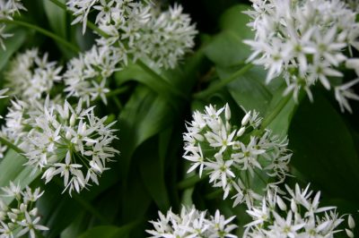 Quali varietà di nocciole esistono?