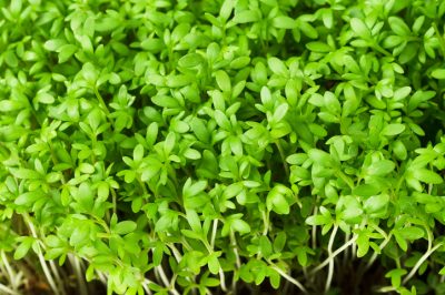 La campanula - altamente velenosa o leggermente velenosa?