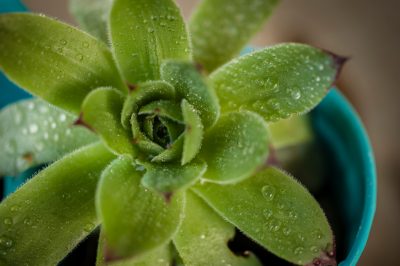 Acqua pochissimo la houseleek