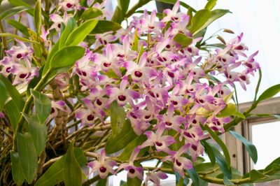 Le foglie di palma hawaiana diventano gialle - Cosa fare?