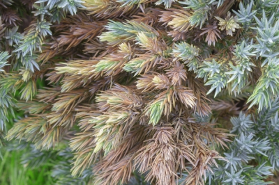 La palma hawaiana è velenosa?