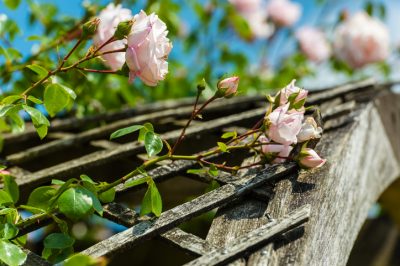La rosa canina autoctona in un chiaro profilo
