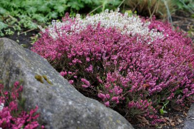L'erica - una pianta da balcone perfetta in autunno e in inverno