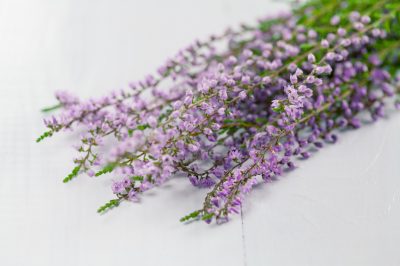 L'erica non è velenosa per l'uomo e gli animali