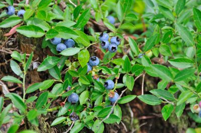 La corretta distanza di piantagione per i mirtilli in giardino