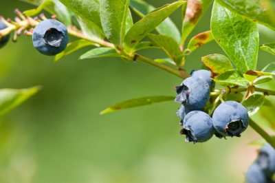 La giusta cura per i mirtilli in giardino